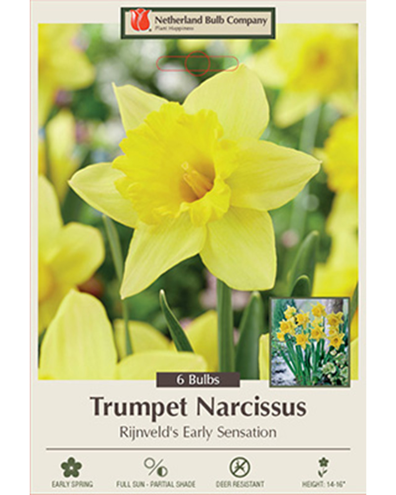 Narcissus Rijnveld's Early Sensation