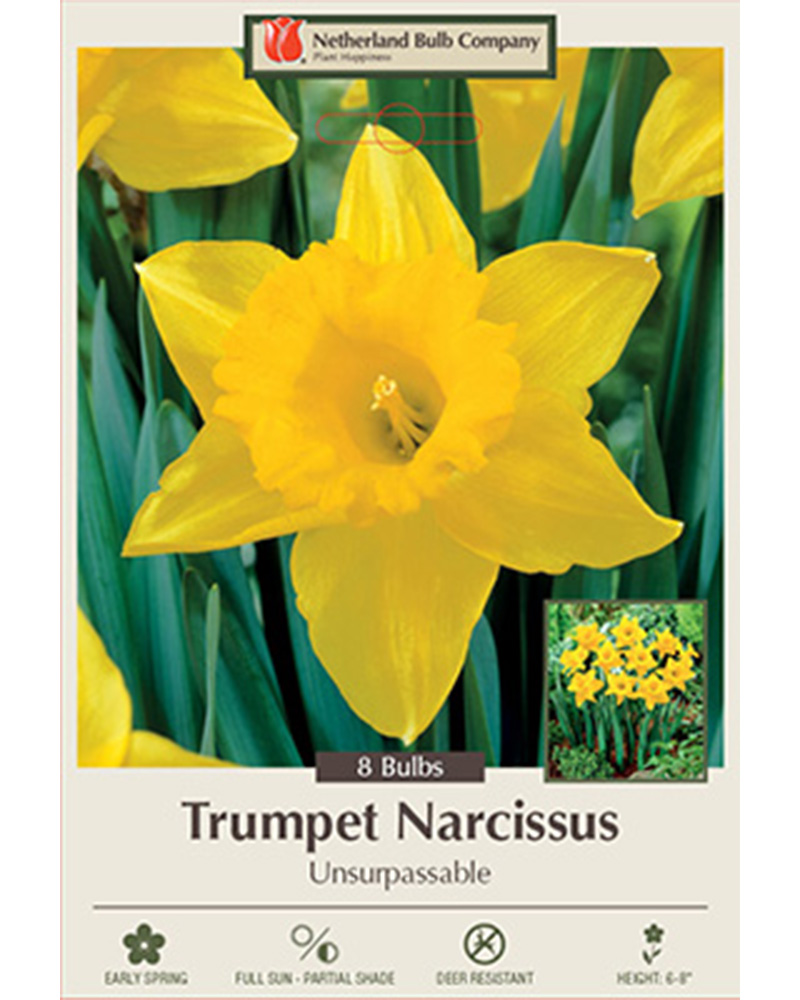 Narcissus Unsurpassable