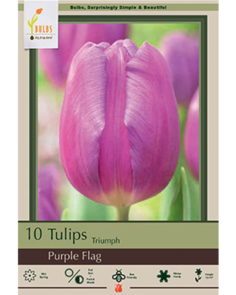 Tulip Purple Flag