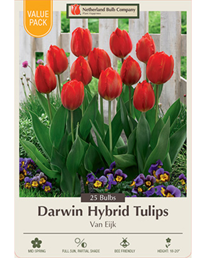 Tulip Van Eijk Value Pack