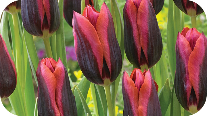 Bulbs