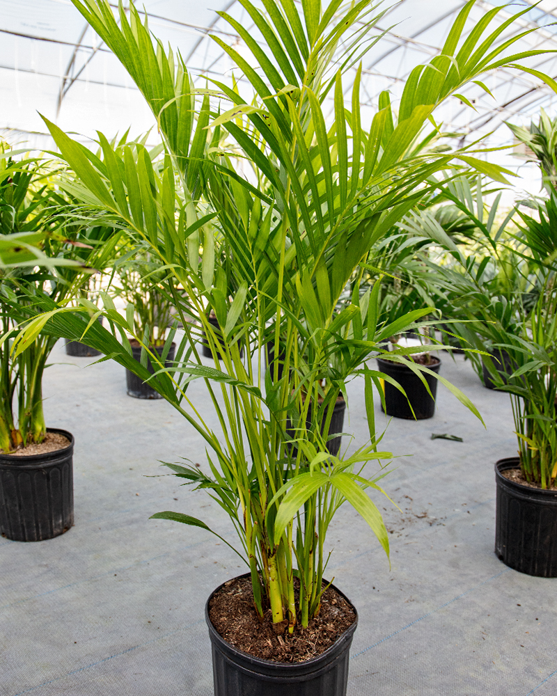 Chamaedorea Cat Palm 10"
