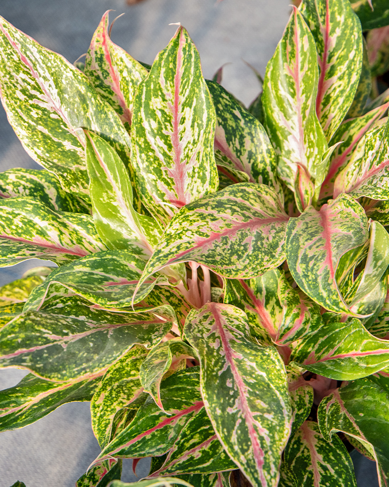 Aglaonema Sparkling Sarah 8"