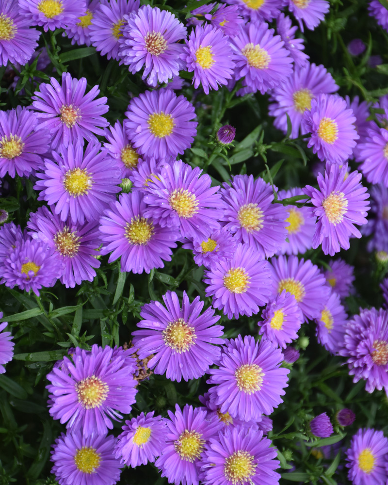 Magic Purple Aster 8"<br><i>Symphyotrichum novi-belgii 'Magic Purple'</br></i>