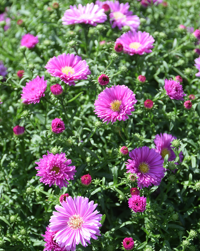 Magic Pink Aster 8"<br><i>Symphyotrichum novi-belgii 'Magic Pink'</br></i>