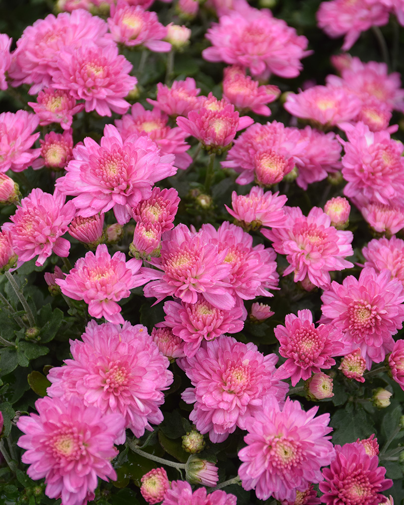 Chelsey Pink Chrysanthemum 8"<br><i>Chrysanthemum 'Chelsey Pink'</br></i>