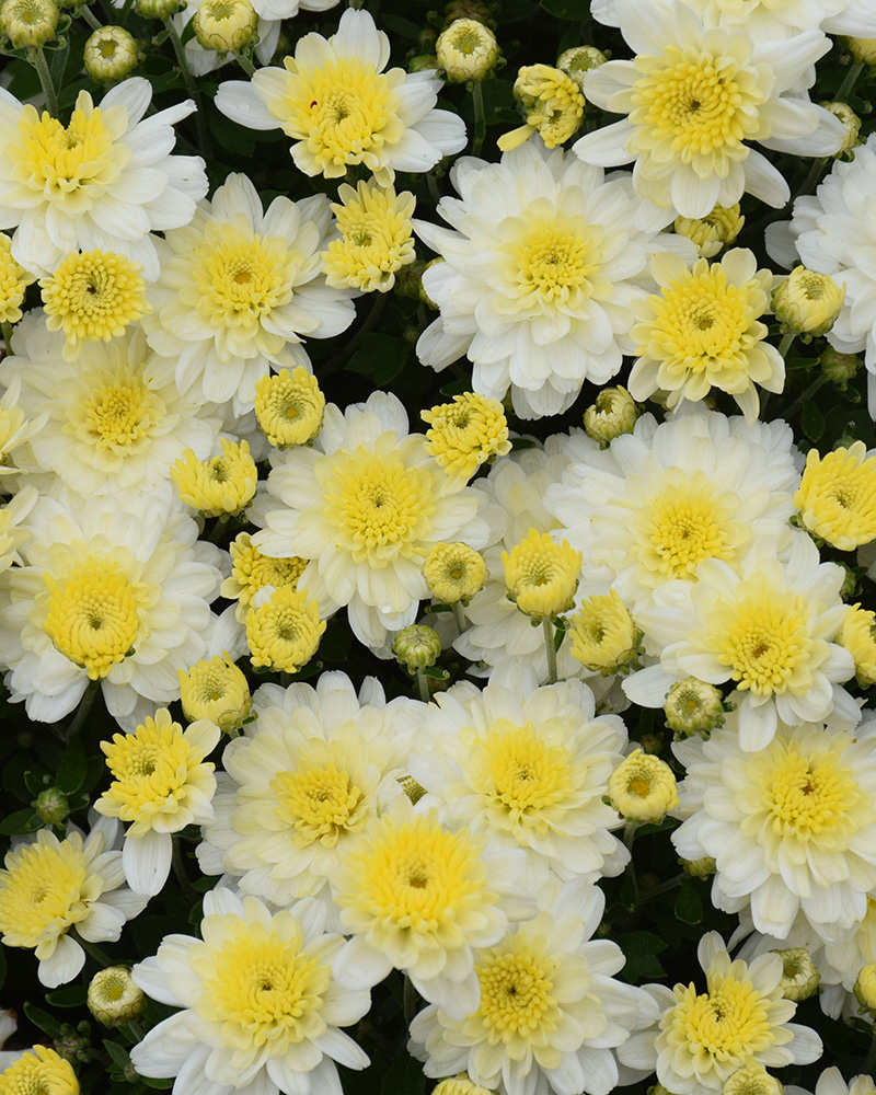 Chelsey White Chrysanthemum 12"<br><i>Chrysanthemum 'Chelsey White'</br></i>