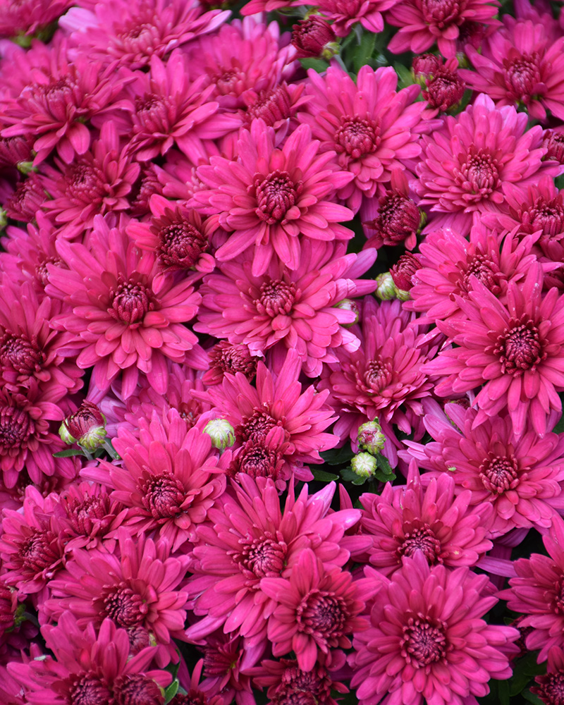Poppin Purple Chrysanthemum 12"<br><i>Chrysanthemum 'Poppin Purple'</br></i>