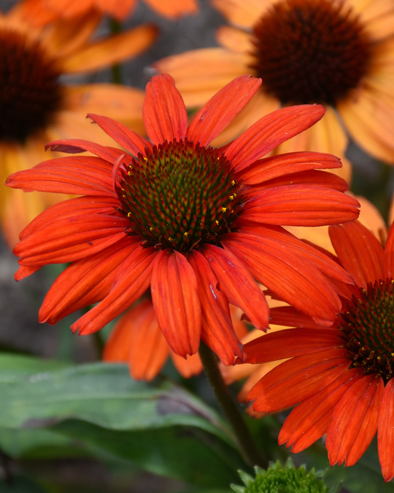 Kismet® Intense Orange Coneflower #1<br><i>Echinacea 'TNECHKIO'</br></i>