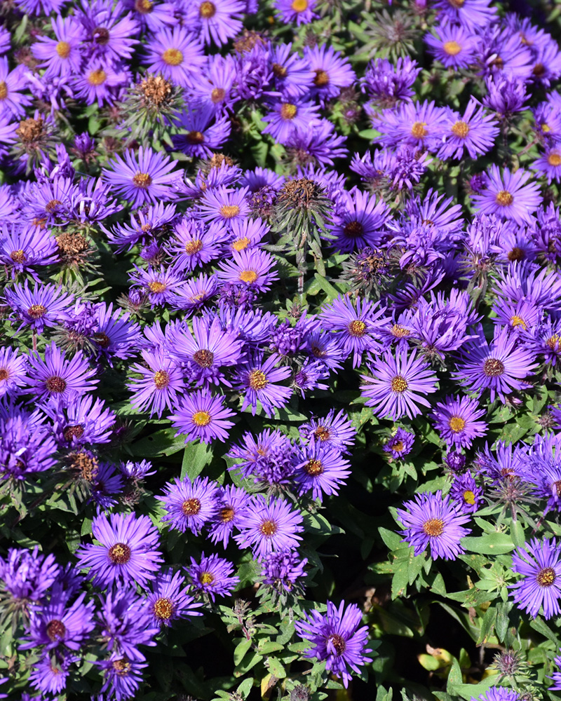 Grape Crush New England Aster #1<br><i>Symphyotrichum novae-angliae 'Grape Crush'</br></i>