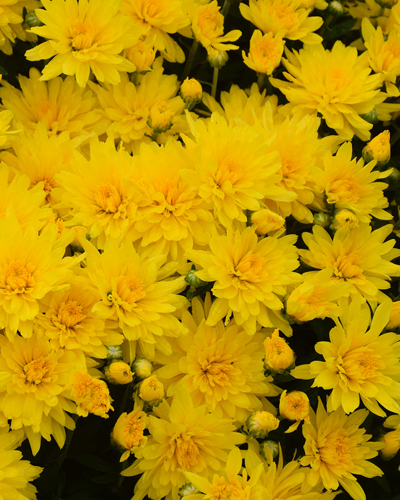 Honeyblush Yellow Chrysanthemum 12"<br><i>Chrysanthemum 'Honeyblush Yellow'</br></i>