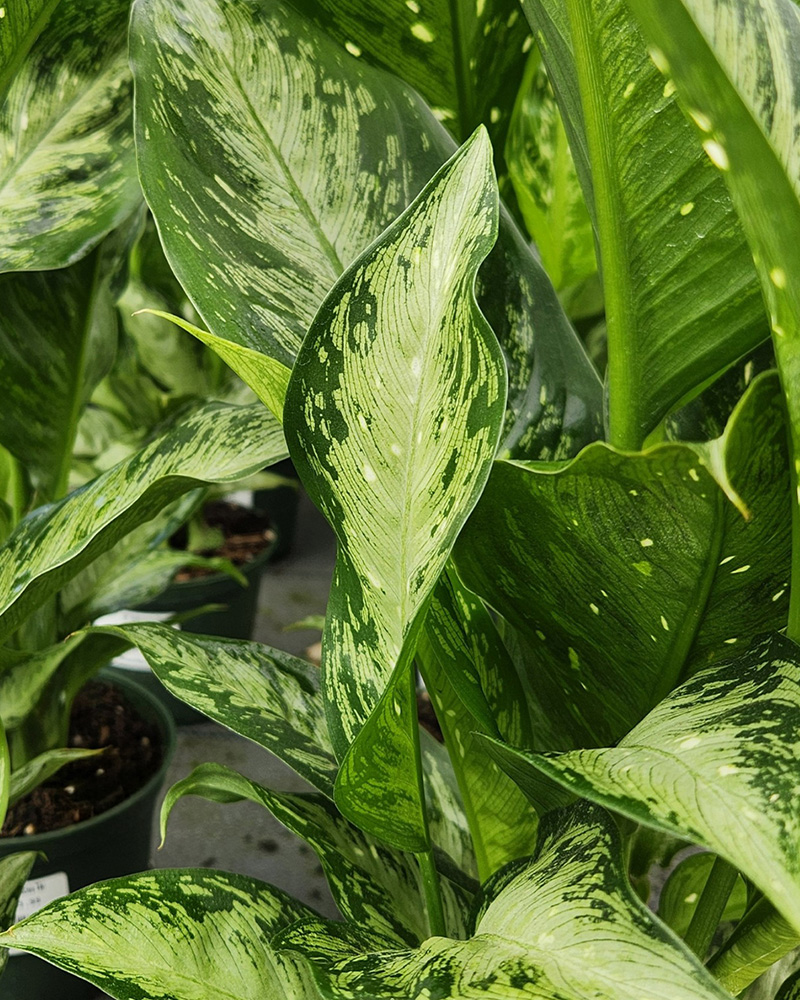 Dieffenbachia Tiki 8"