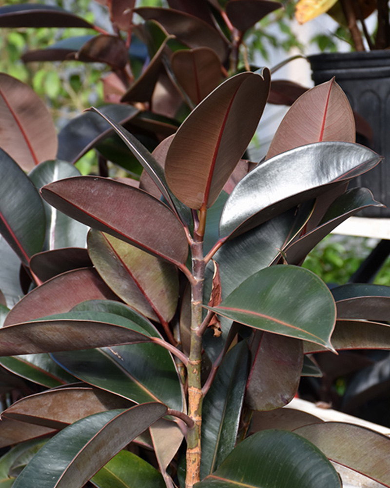 Ficus Burgundy 10"