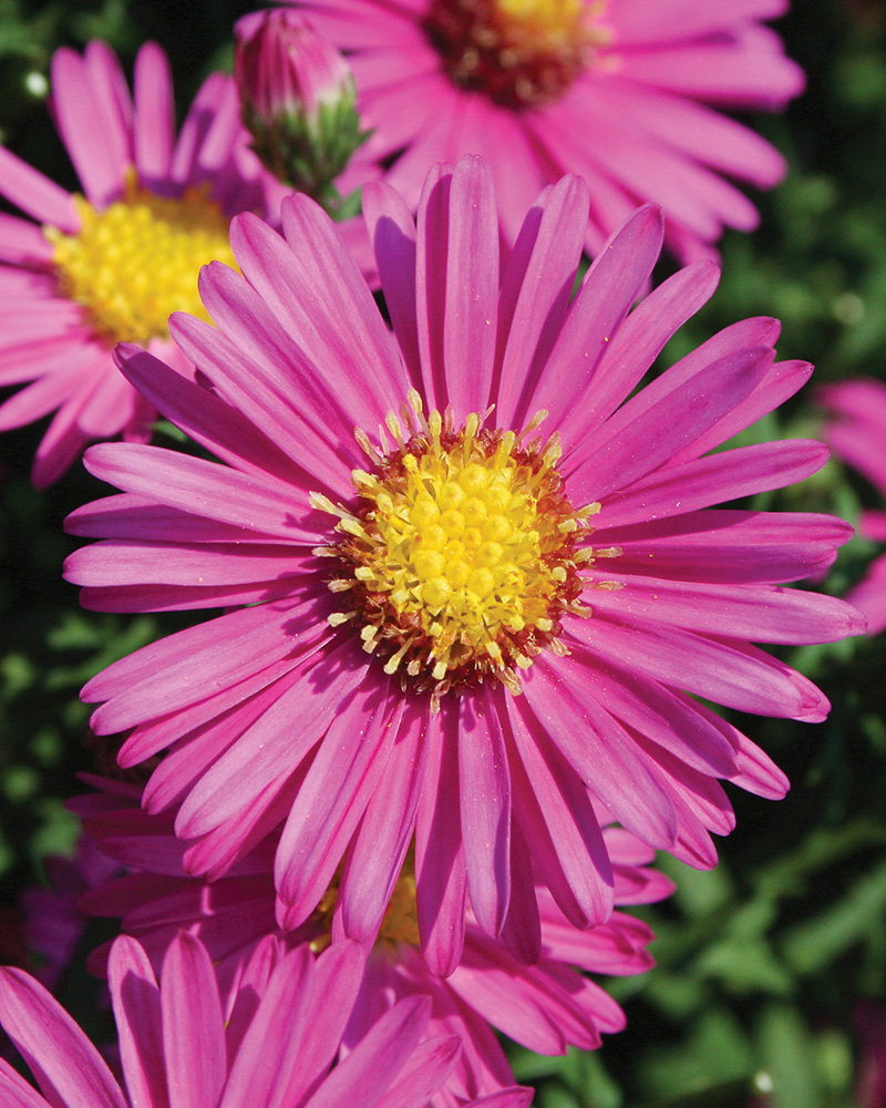 Aster Hazy Dark Pink 8"
