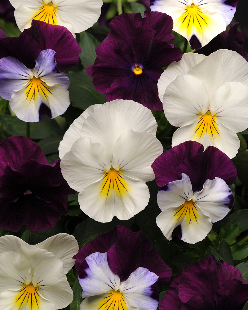 Pansy Cool Wave Berries N' Cream 4"