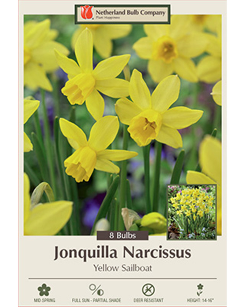 Narcissus Yellow Sailboat