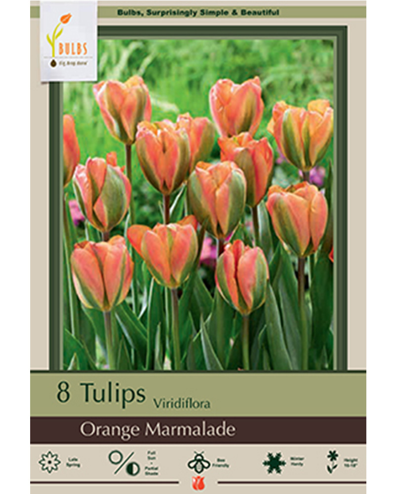 Tulip Orange Marmalade