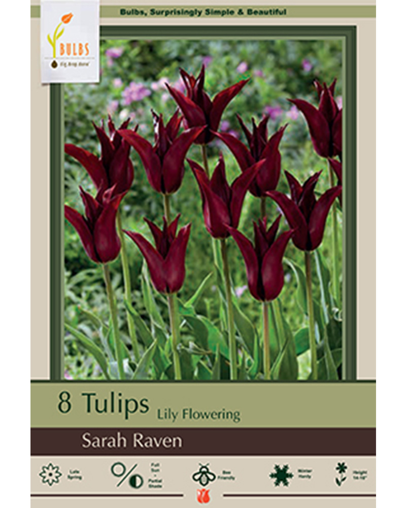 Tulip Sarah Raven