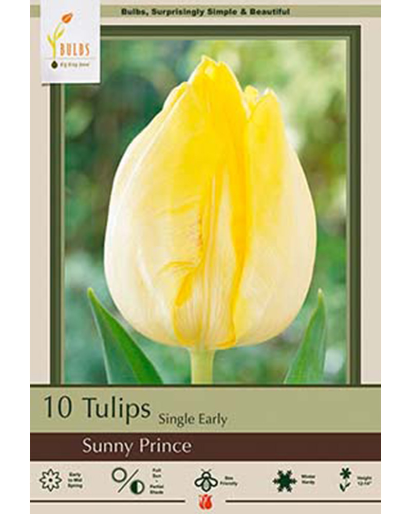 Tulip Sunny Prince