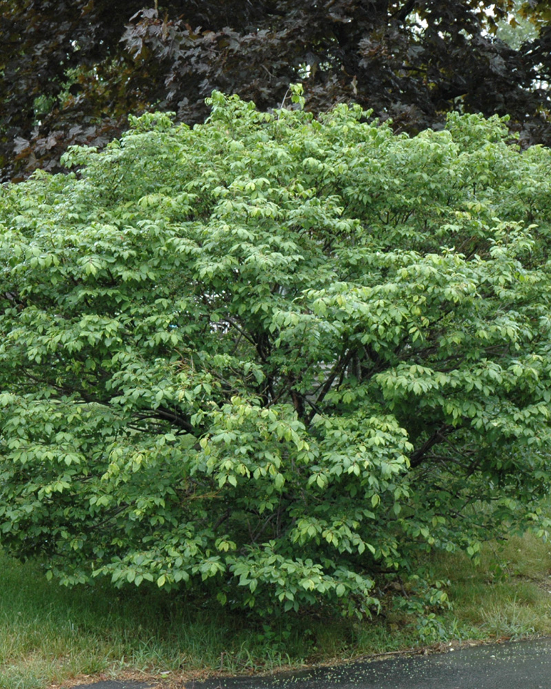 Dwarf Burning Bush #3<br><i>Euonymus alatus 'Compactus'</br></i>