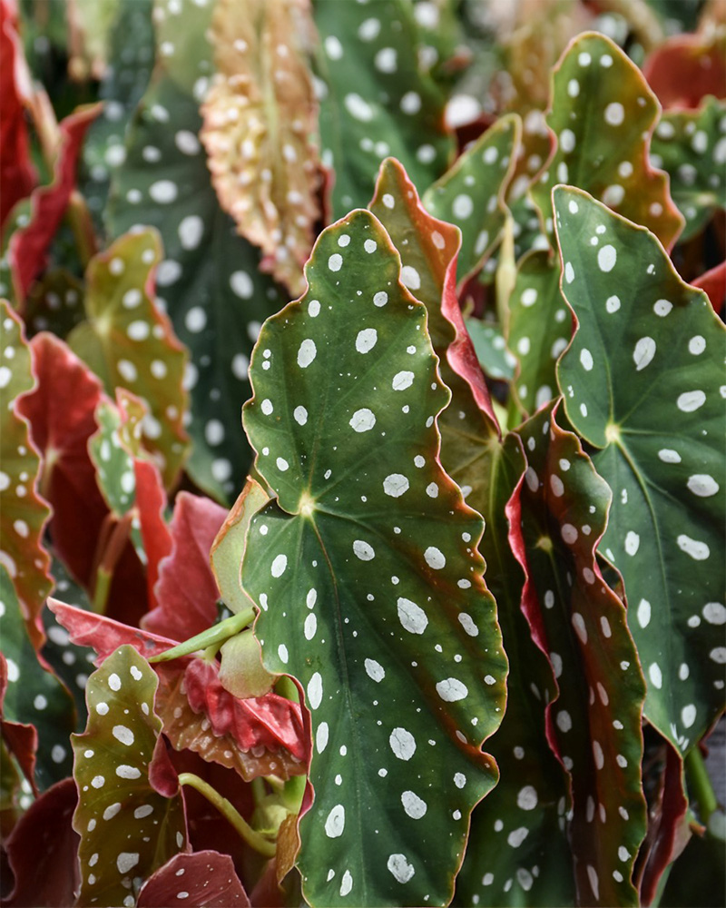 Begonia Polka Dot 4"