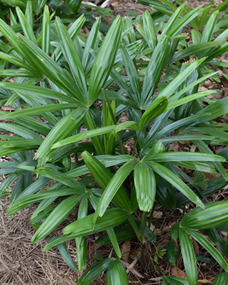 Lady Palm 8"