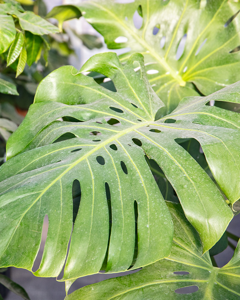 Philodendron Monstera 10"