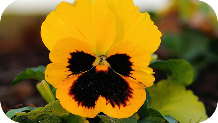 Annuals