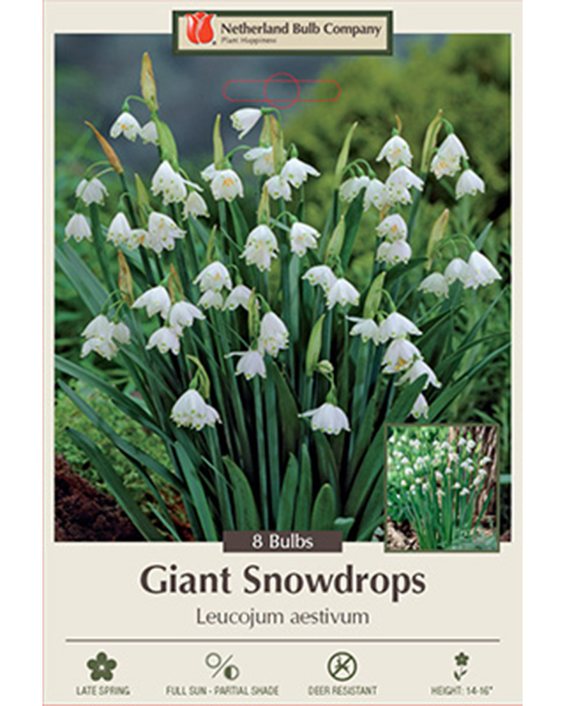 Giant Snowdrops