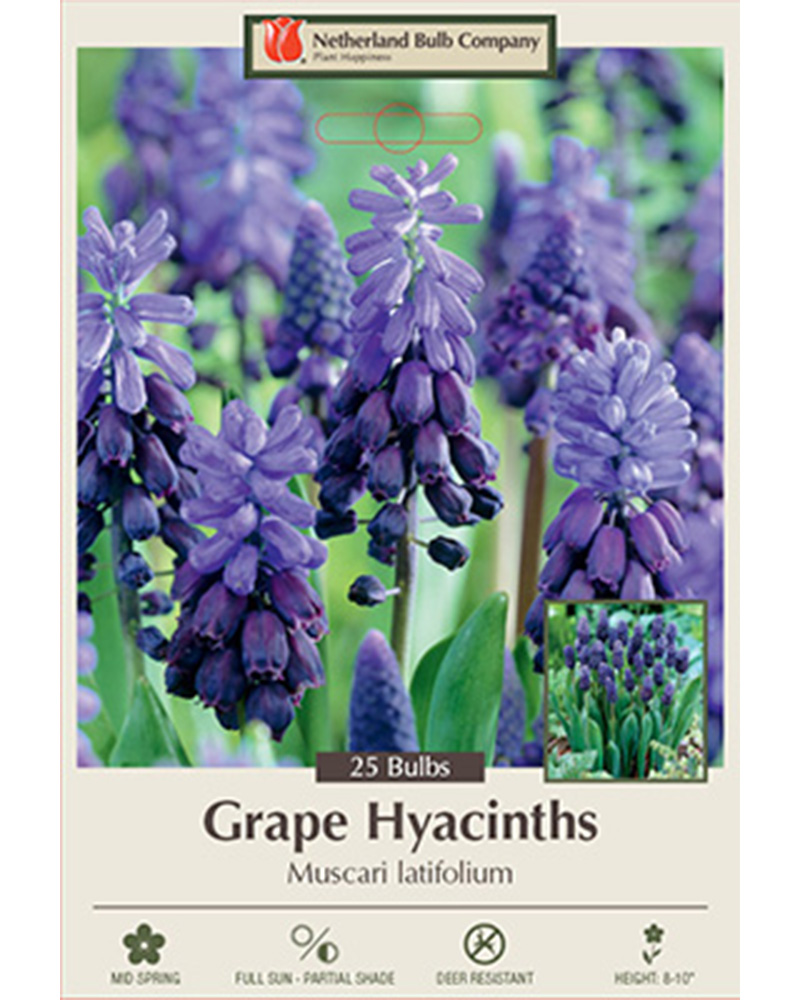 Muscari Latifolium