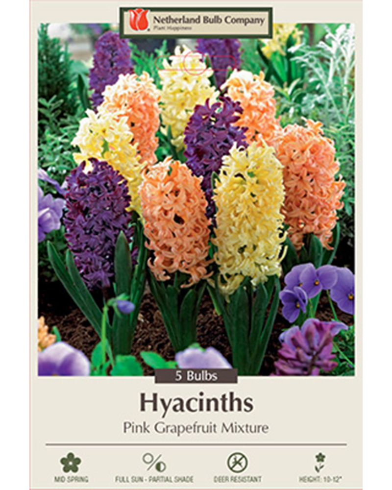 Hyacinth Pink Grapefruit Mixture