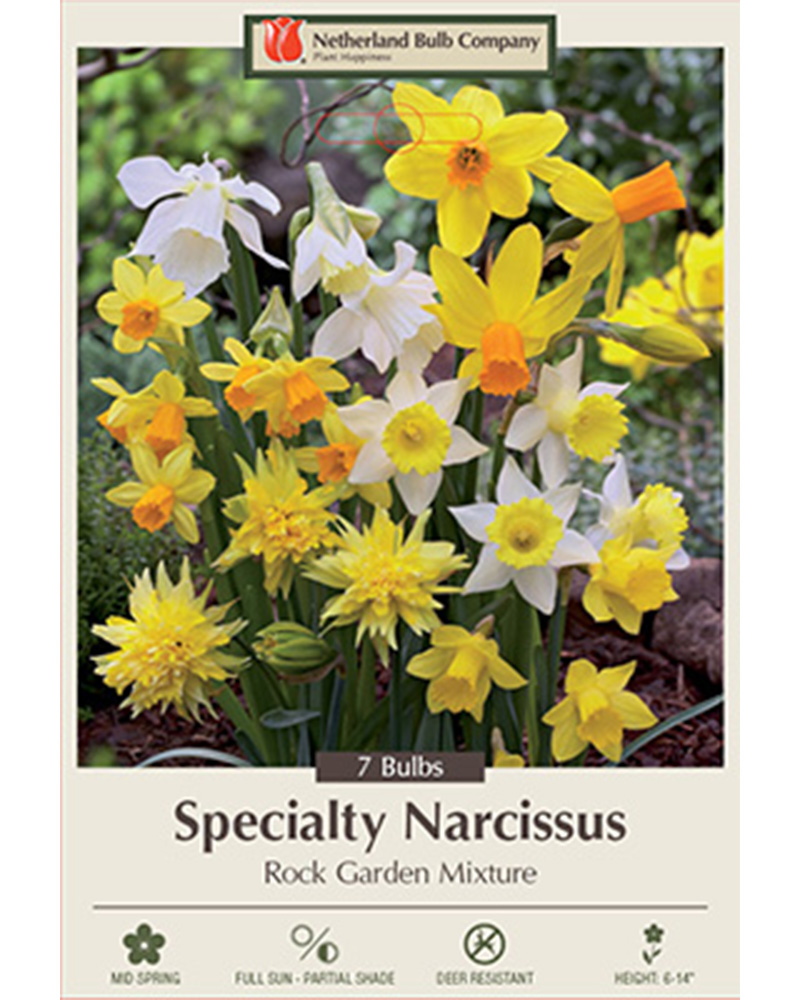 Narcissus Rock Garden Mixture