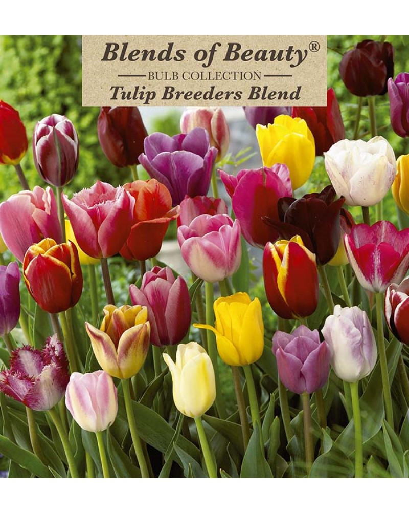 Tulip Breeders Blend