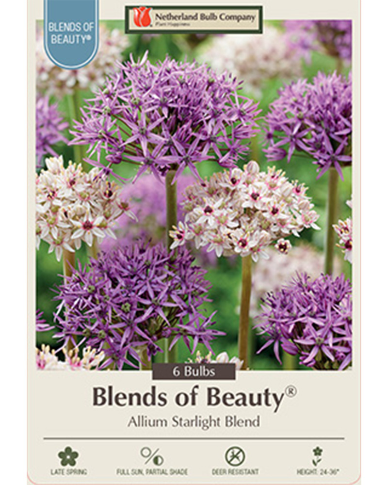 Allium Starlight Blend