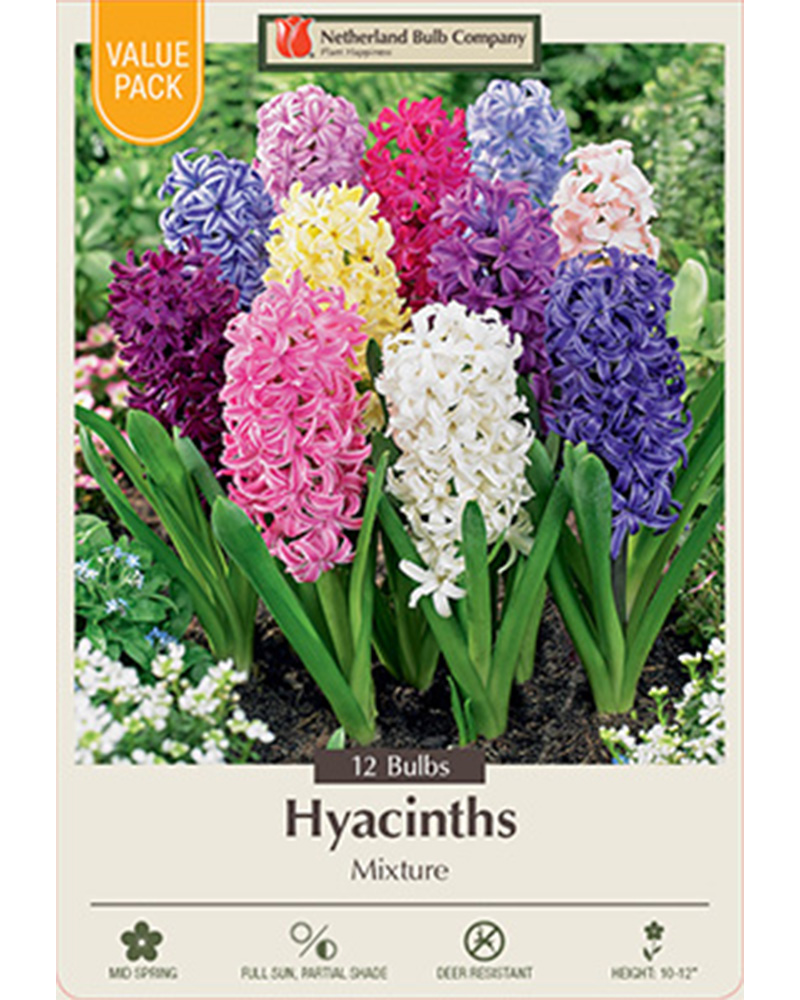 Hyacinth Mixture Value Pack