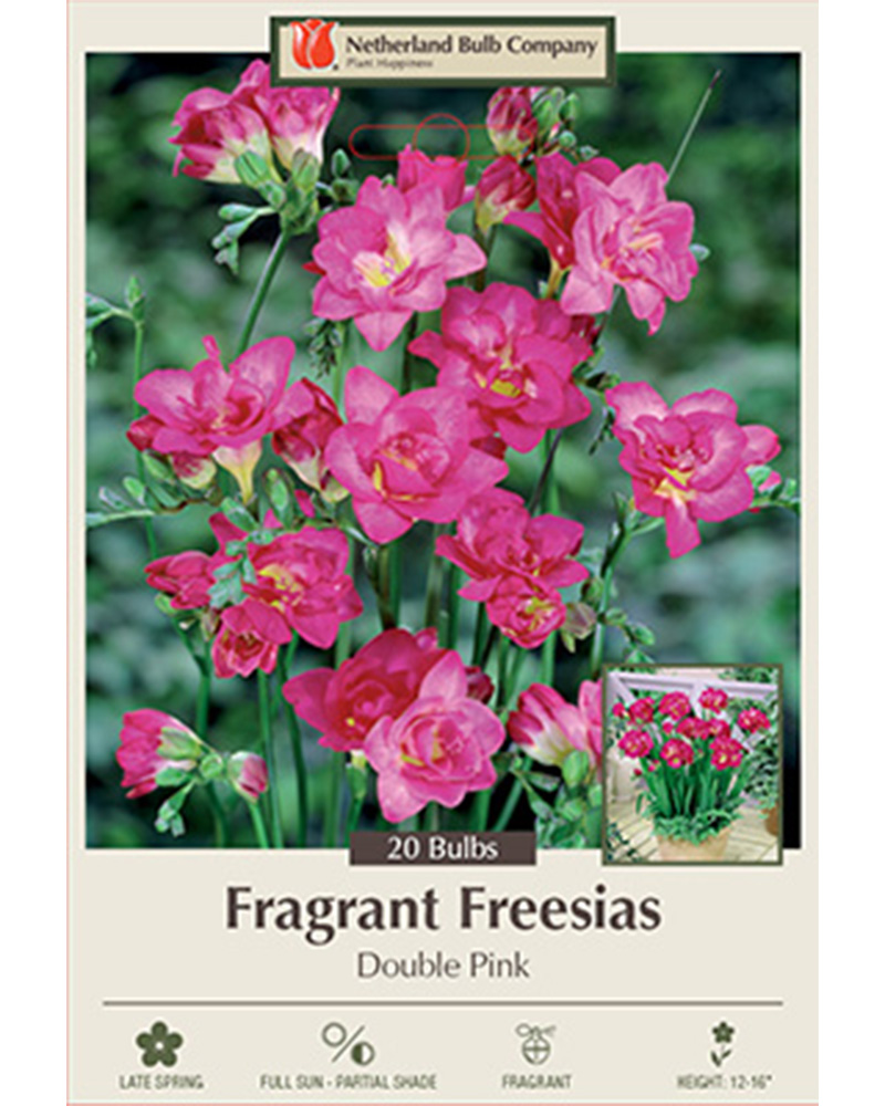 Freesia Double Pink