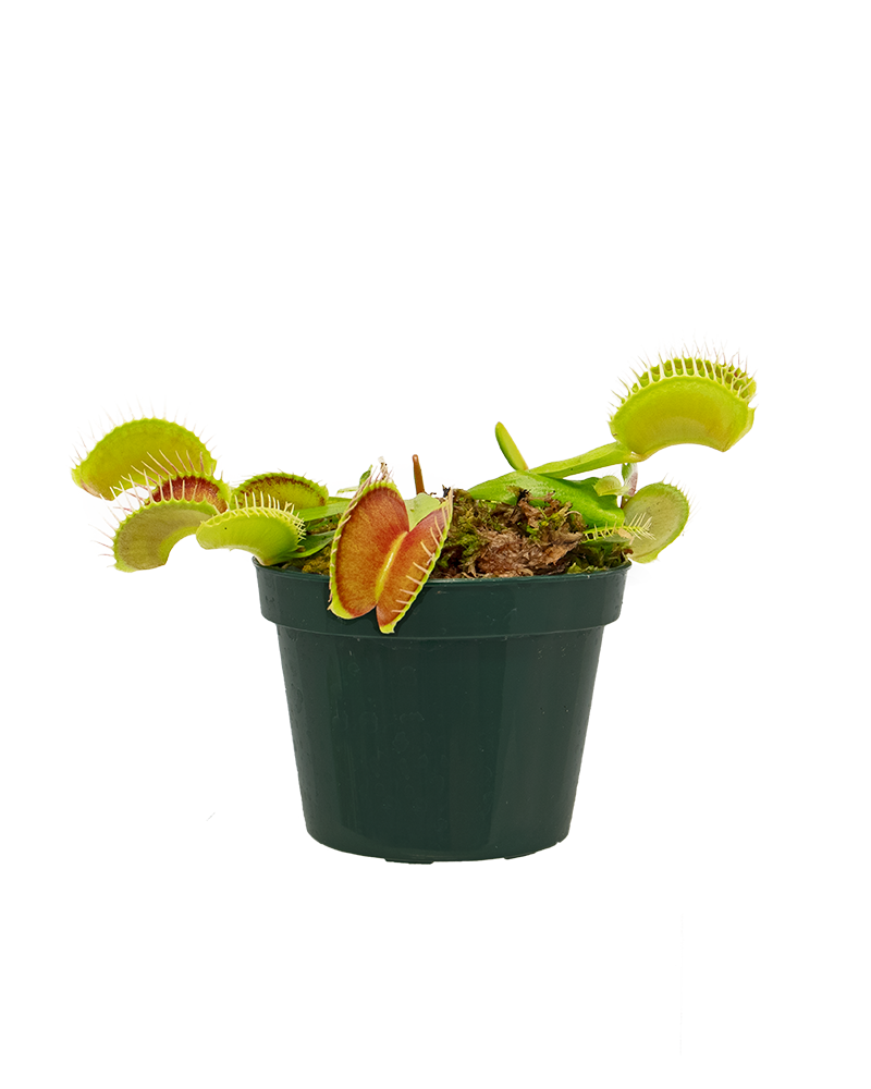 Venus Flytrap 3"