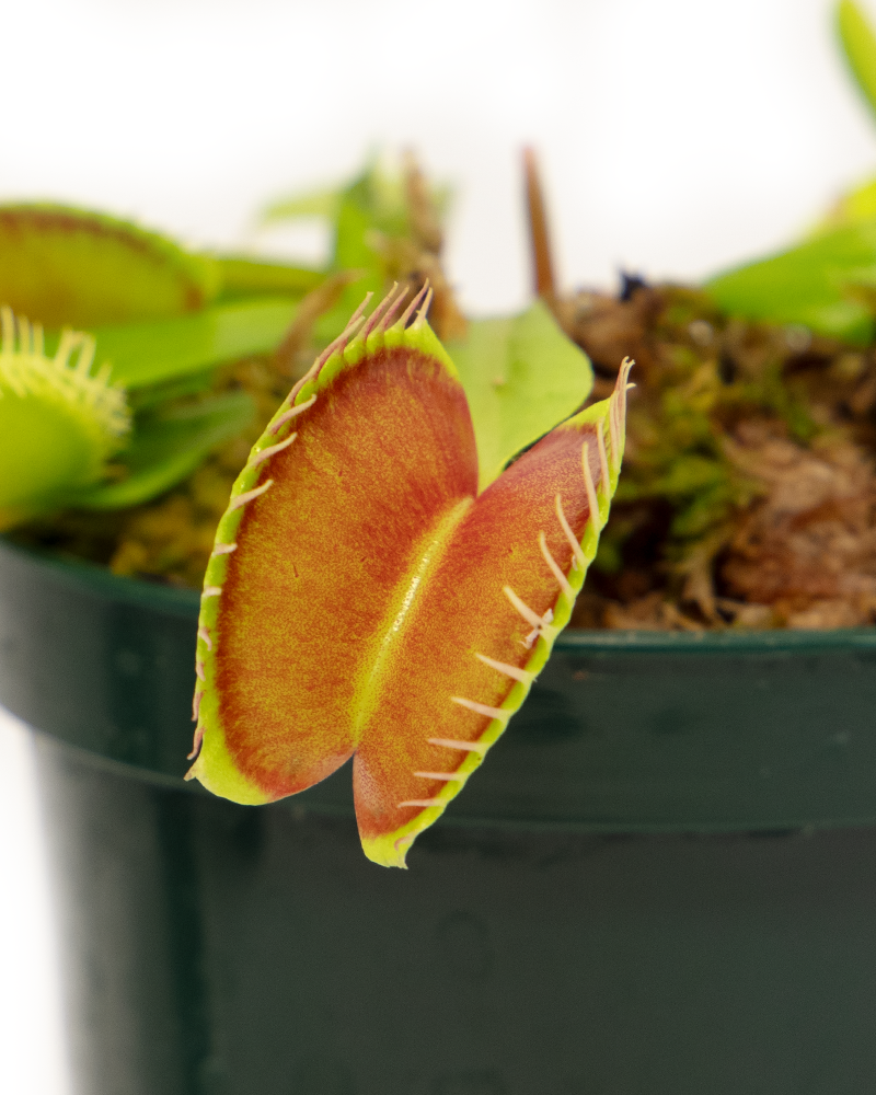 Venus Flytrap 3\"
