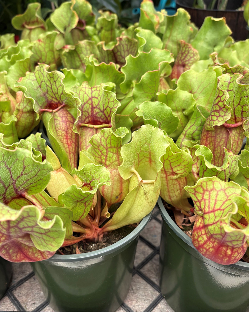 Pitcher Plant 6"