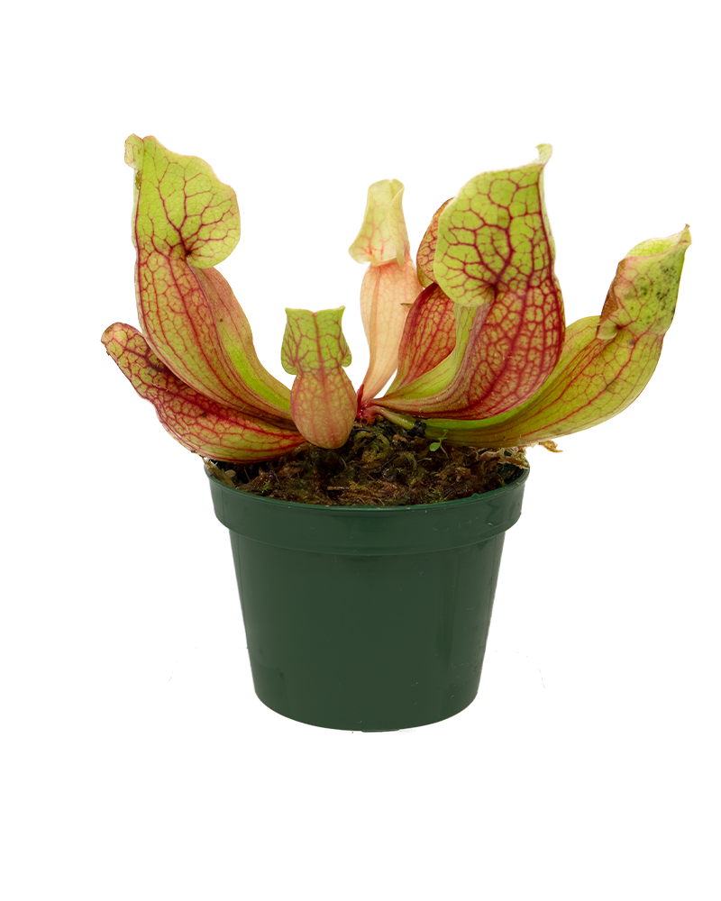 Pitcher Plant 3"
