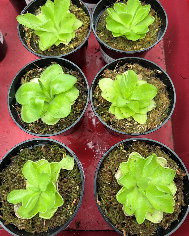 Butterwort 3.5"