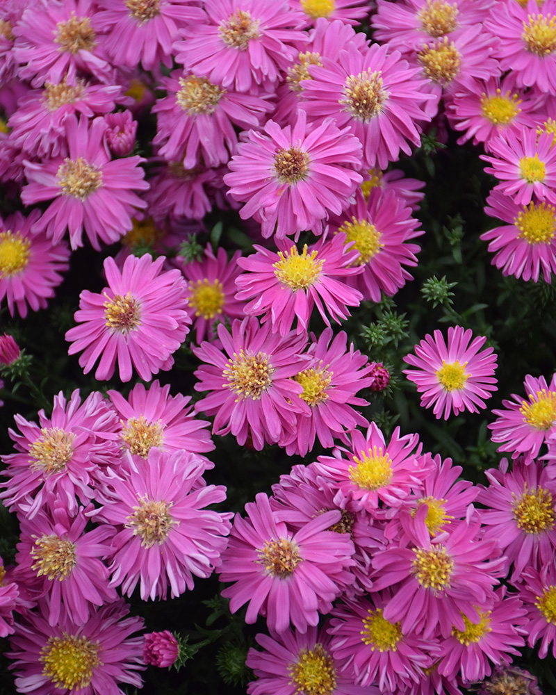  Hazy Dark Pink Aster 8"<br><i>Symphyotrichum novi-belgii 'Hazy Dark Pink'</br></i>