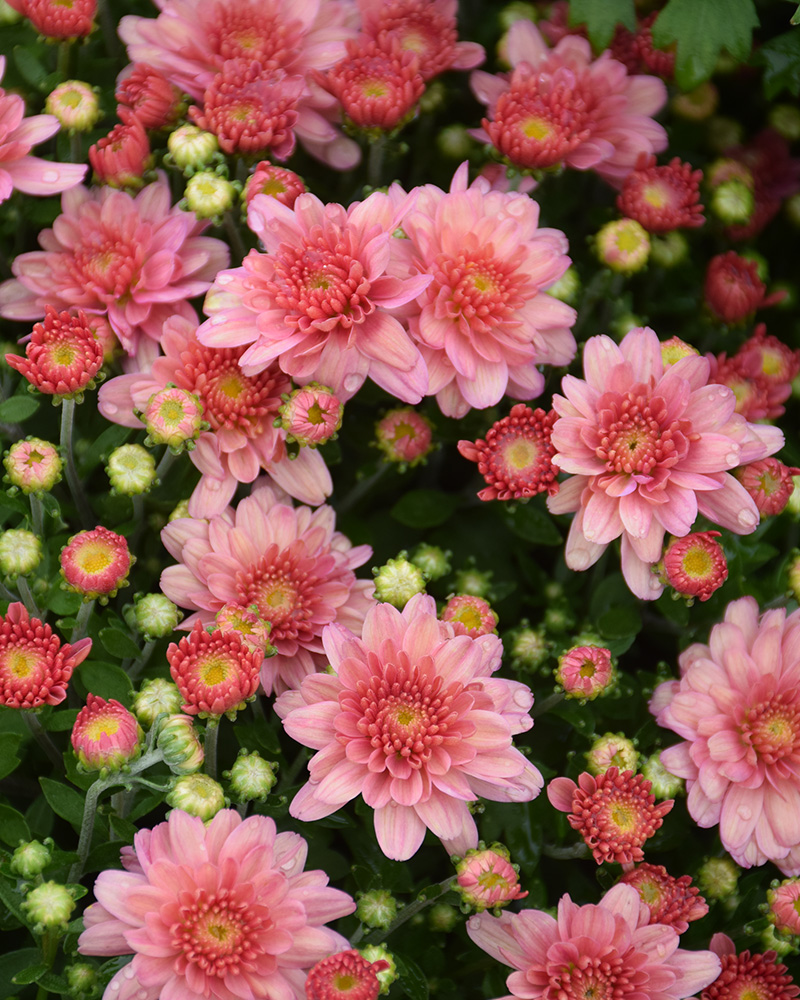  Chelsey� Coral Chrysanthemum 8"<br><i>Chrysanthemum 'Chelsey Coral'</br></i>