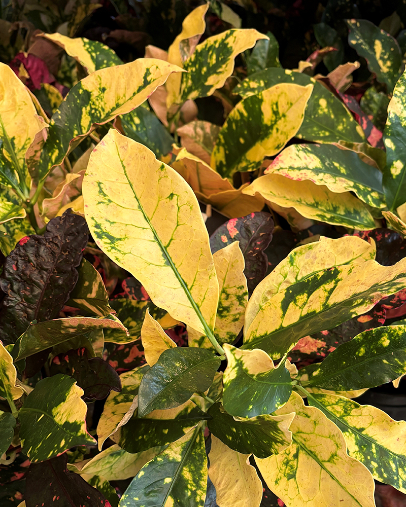 Croton Magnificent 10"