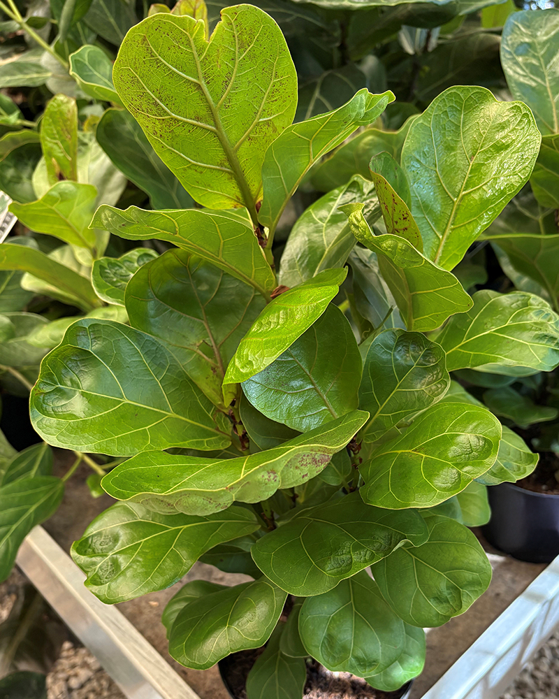 Ficus Lyrata 6"