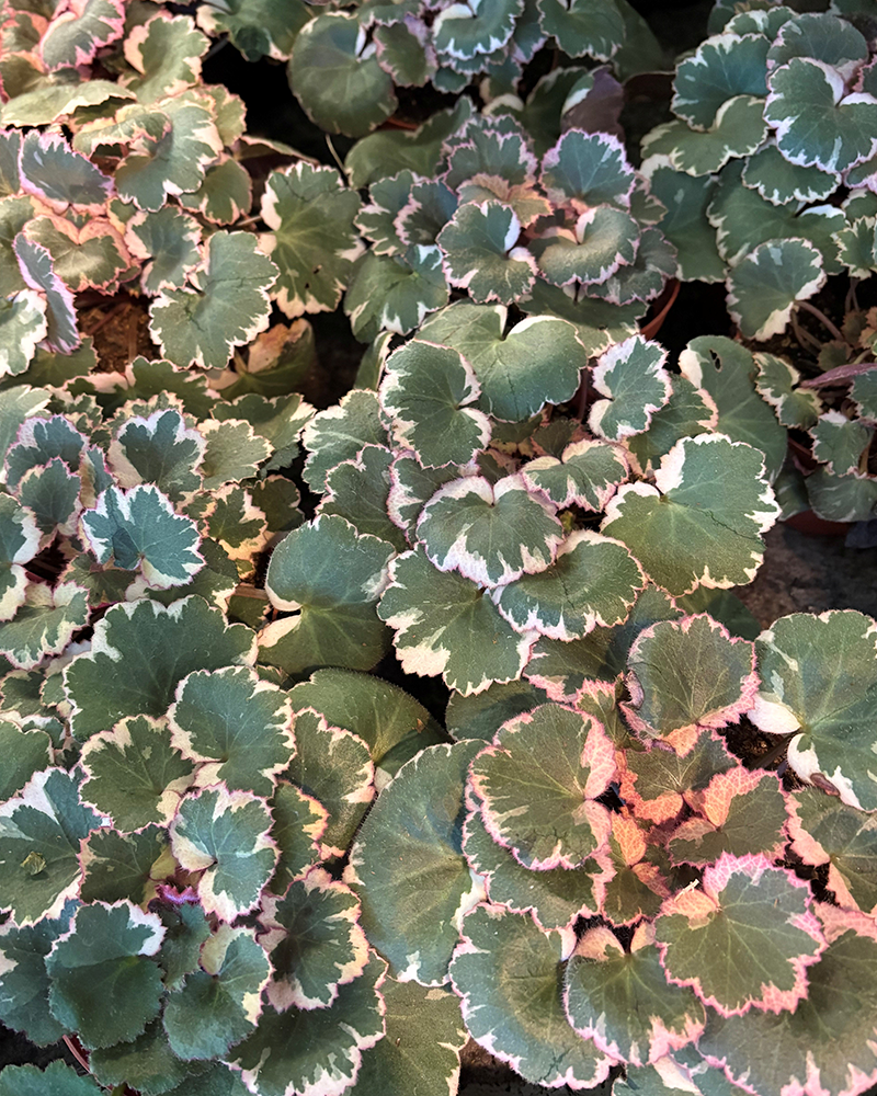 Saxifraga Tricolor 4"