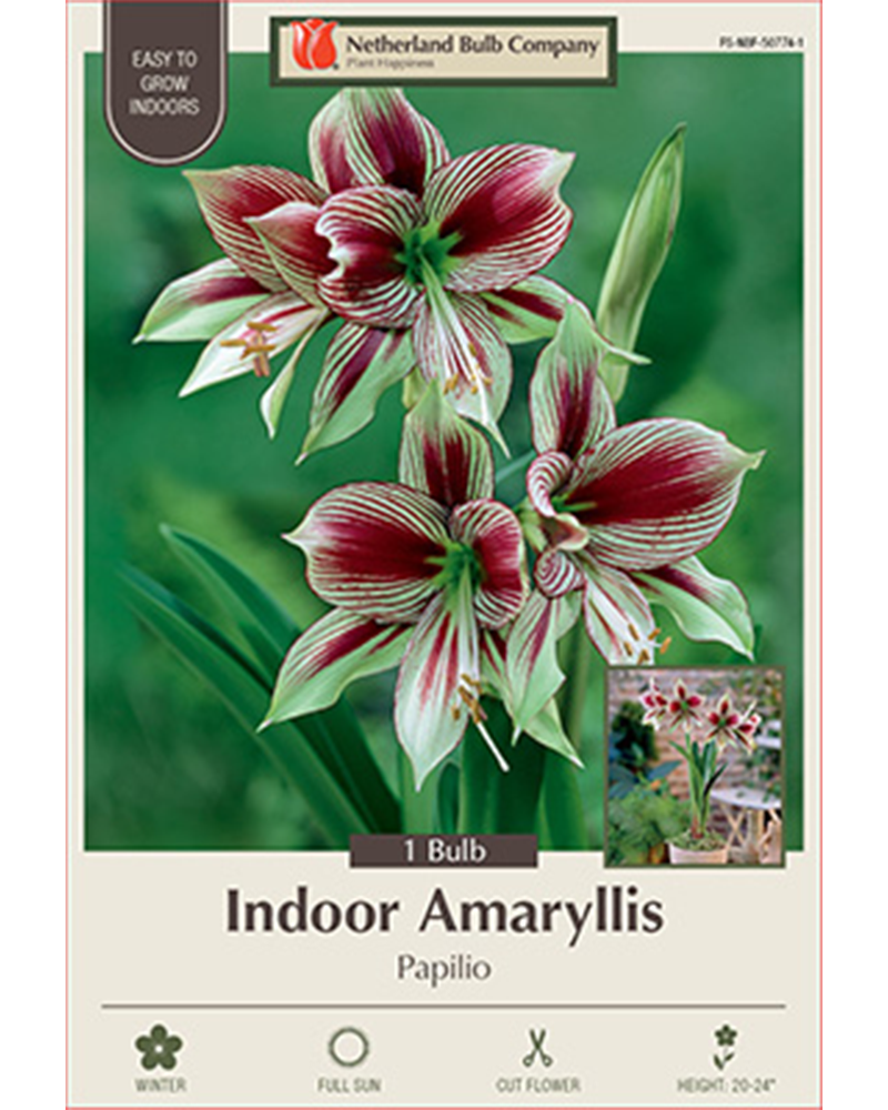 Amaryllis Papilio