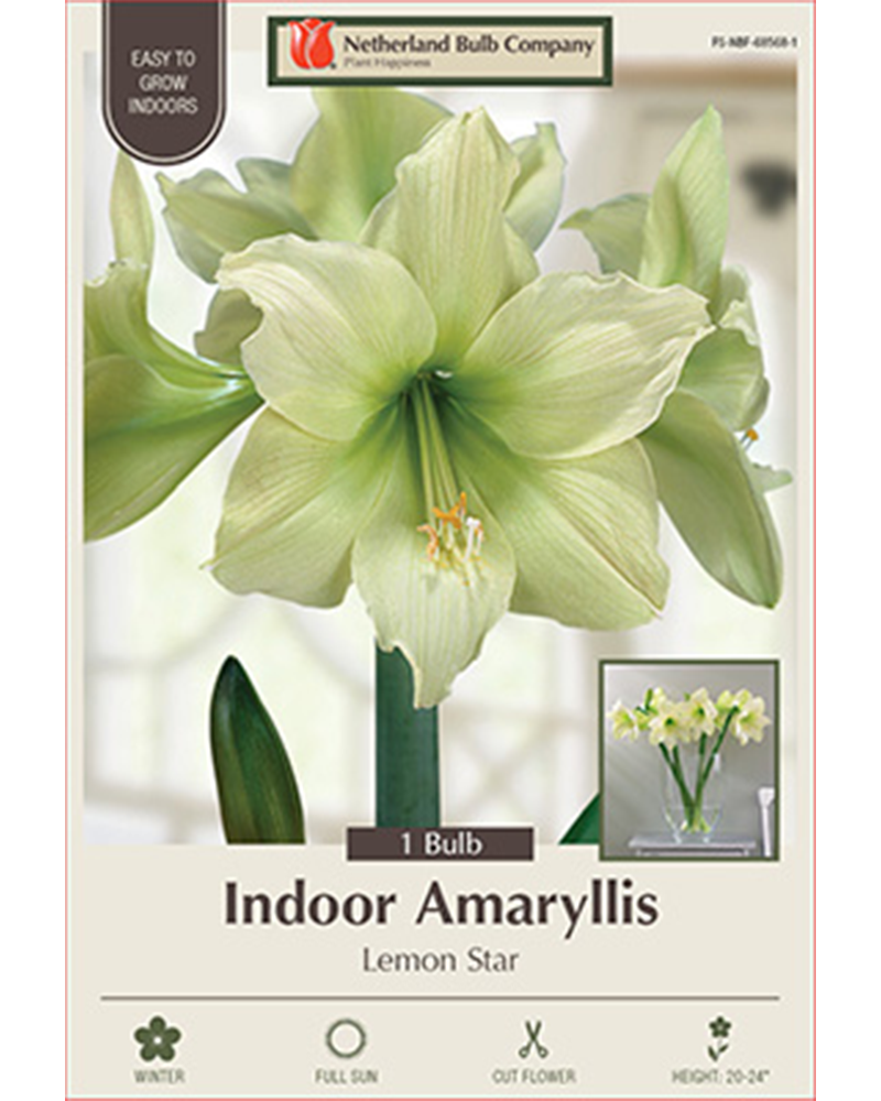 Amaryllis Lemon Star