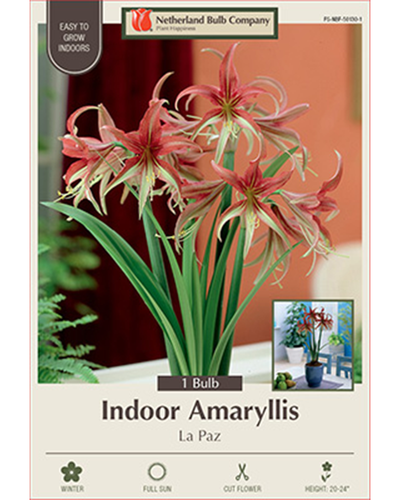 Amaryllis La Paz