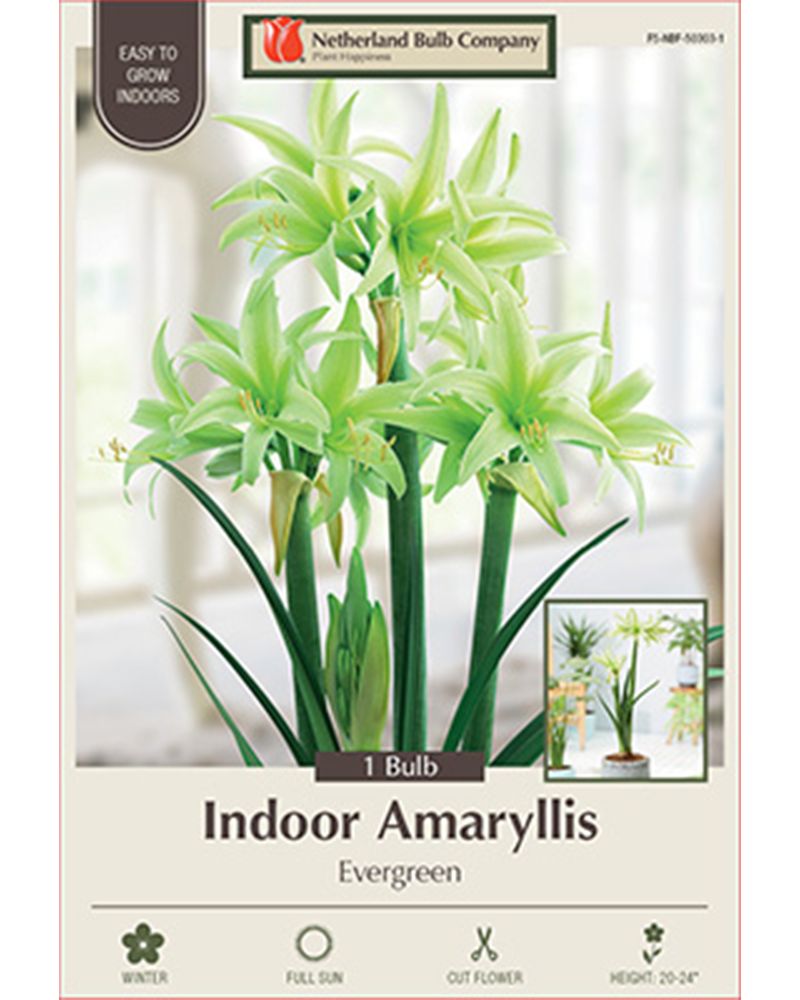 Amaryllis Evergreen